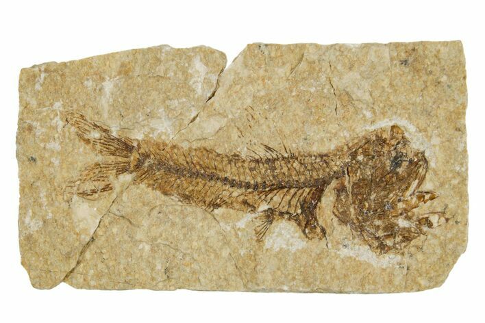 Oligocene Fossil Lanternfish (Eomyctophum) - Poland #374296